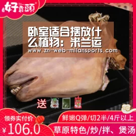 卧室适合摆放什么植物:米兰运动